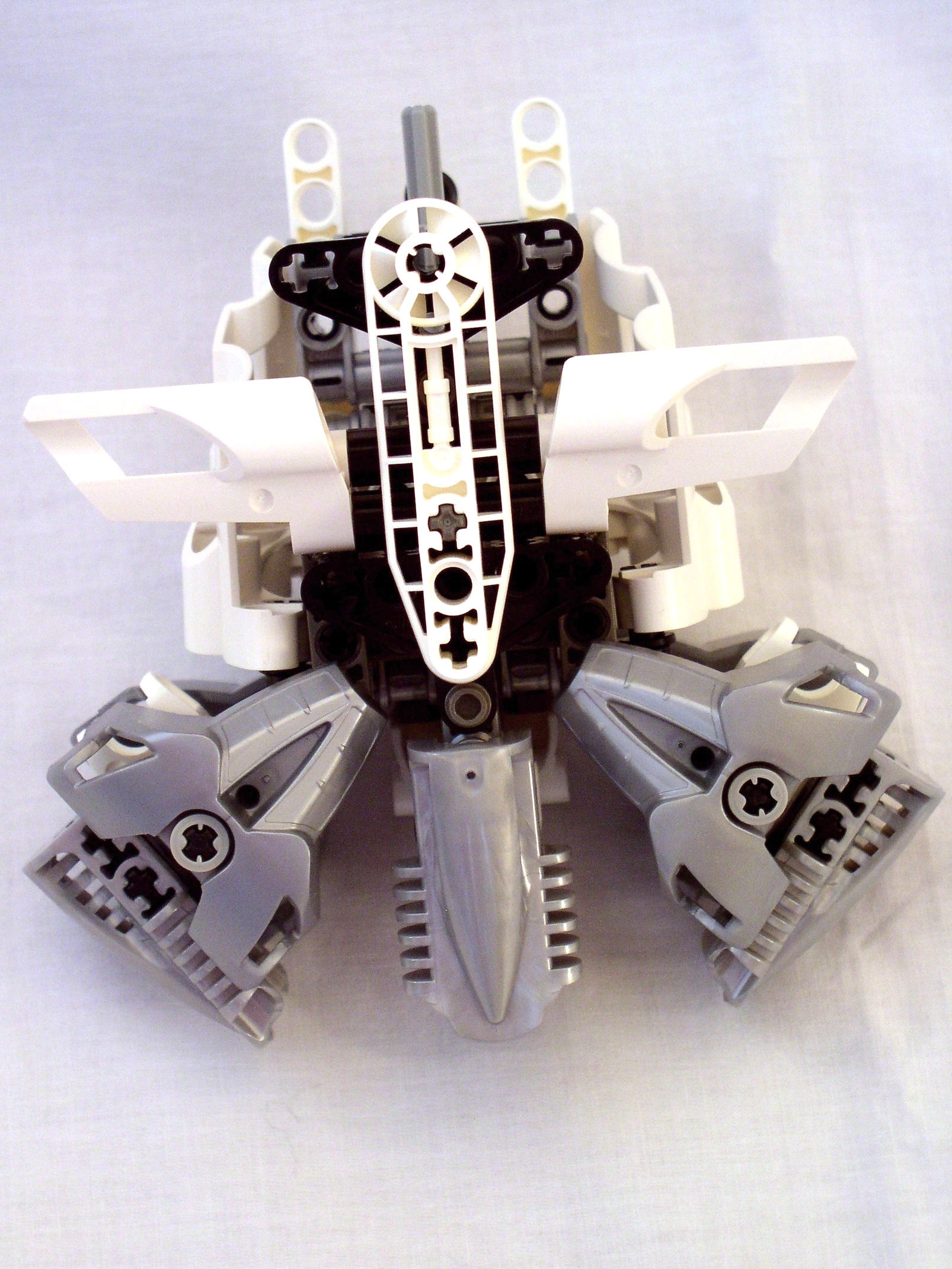 mn2_dissection_torso_back.jpg