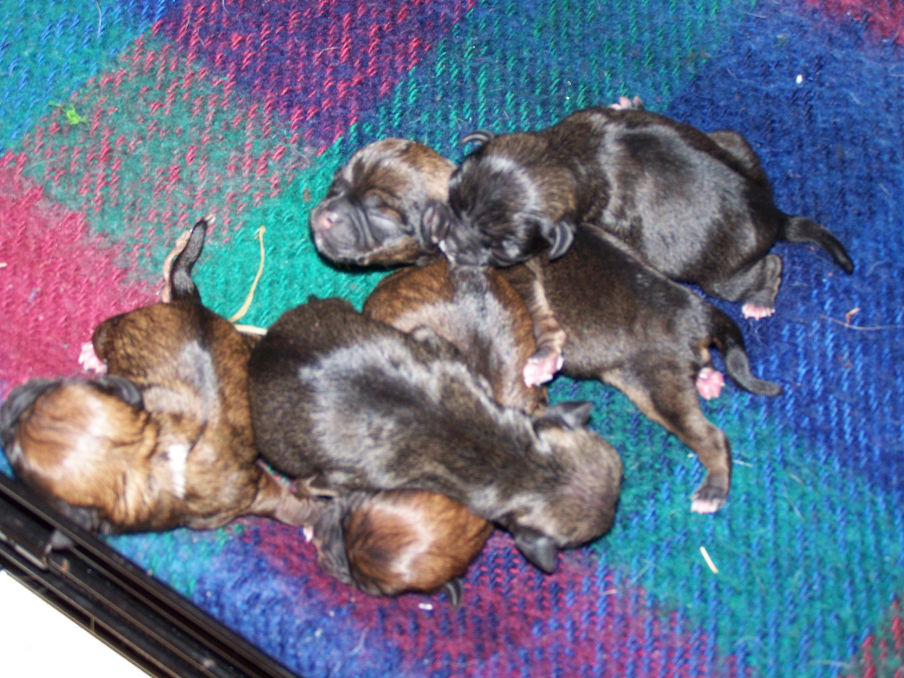 puppies1.jpg