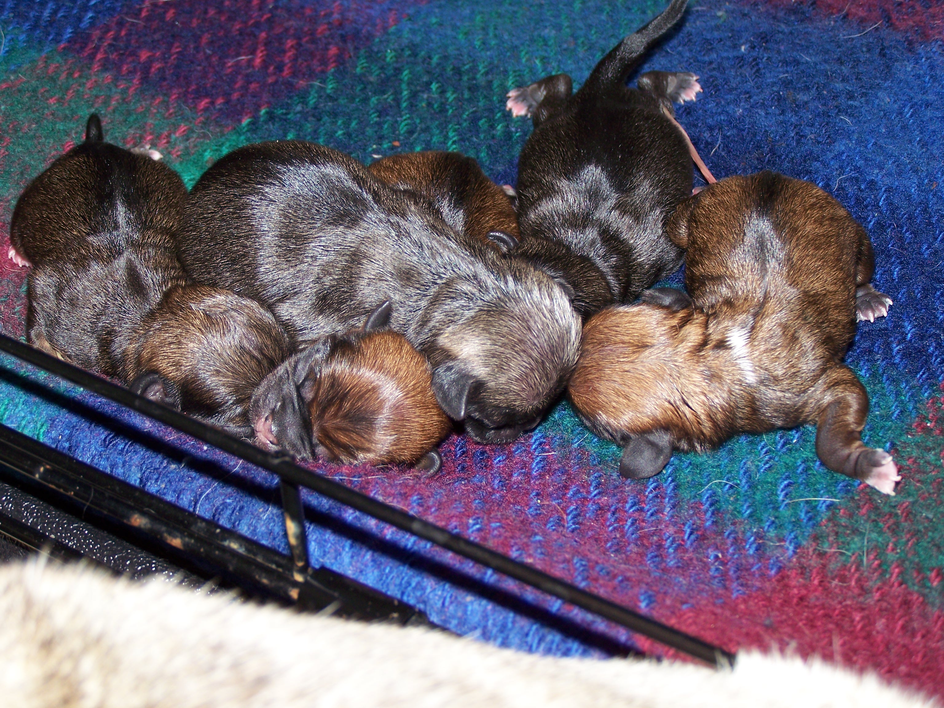 puppies2.jpg