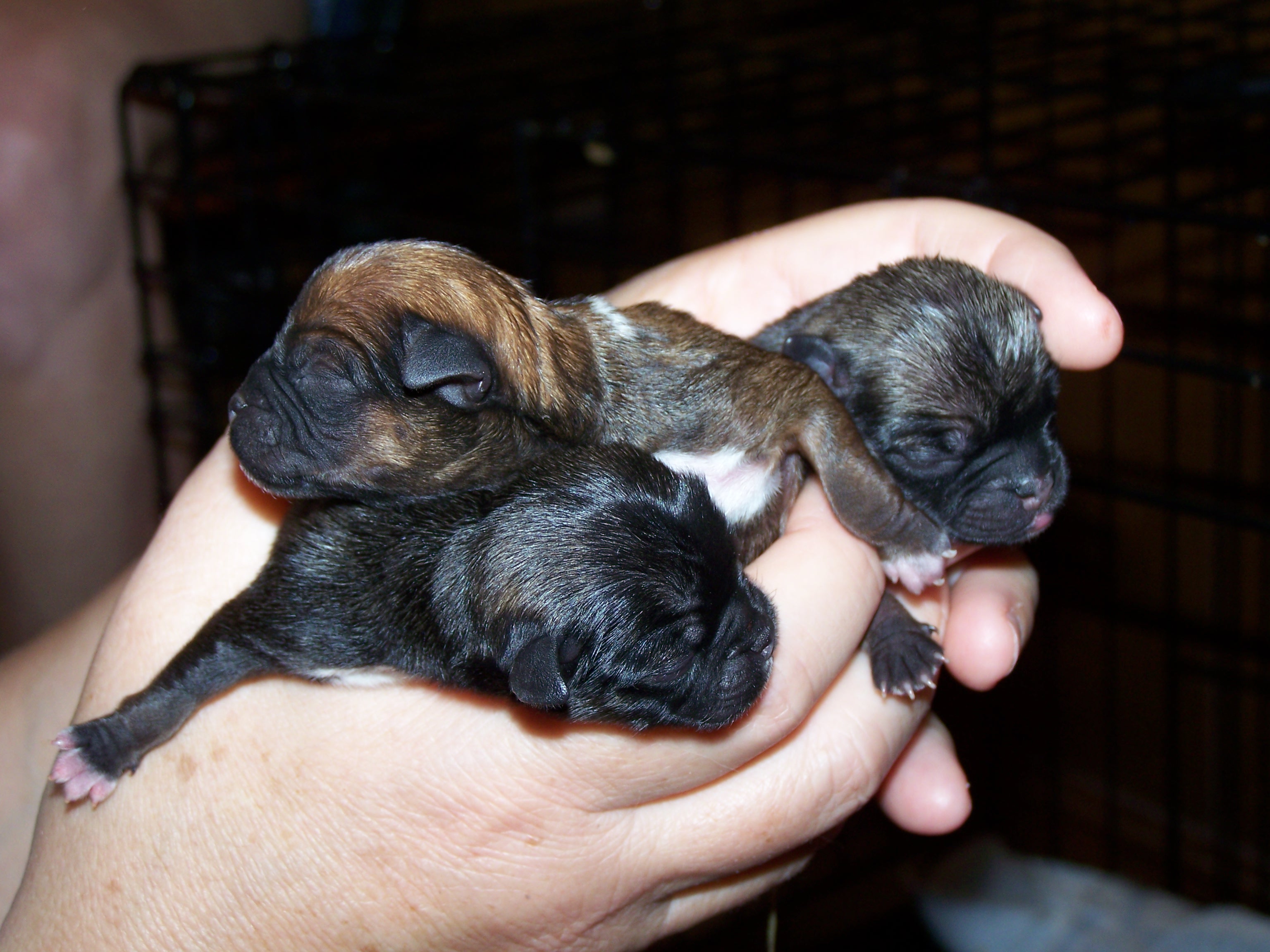 puppies3.jpg