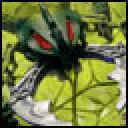 visorak.gif
