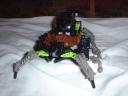 arachnoid4.jpg