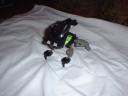 waterbeetle1.jpg