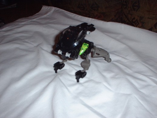 waterbeetle1.jpg