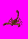 scorpion.gif
