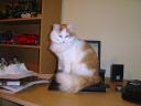 Cats