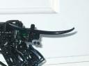 bull2.jpg
