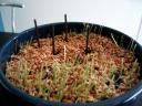 Grass-Planters