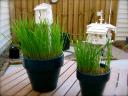 the_bob_blog_lego_grass_planter_14.jpg