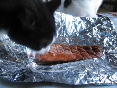 blaze_salmon_real4.jpg