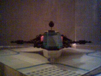 buzzard_5.jpg