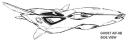 zzzghost_aif-9b_side_view.jpg
