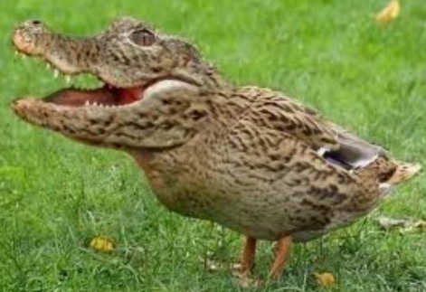 crocoduck.png