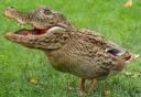 crocoduck.png