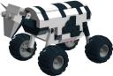 cow1.jpg