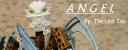 angel_banner.png