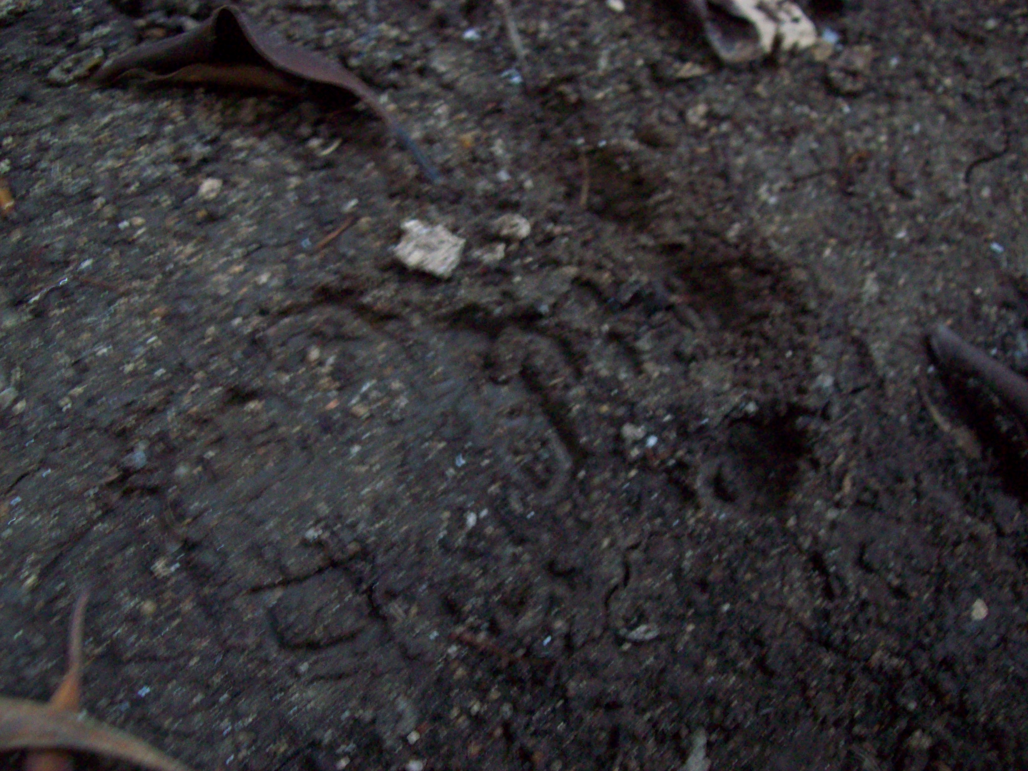 thefootprint.jpg