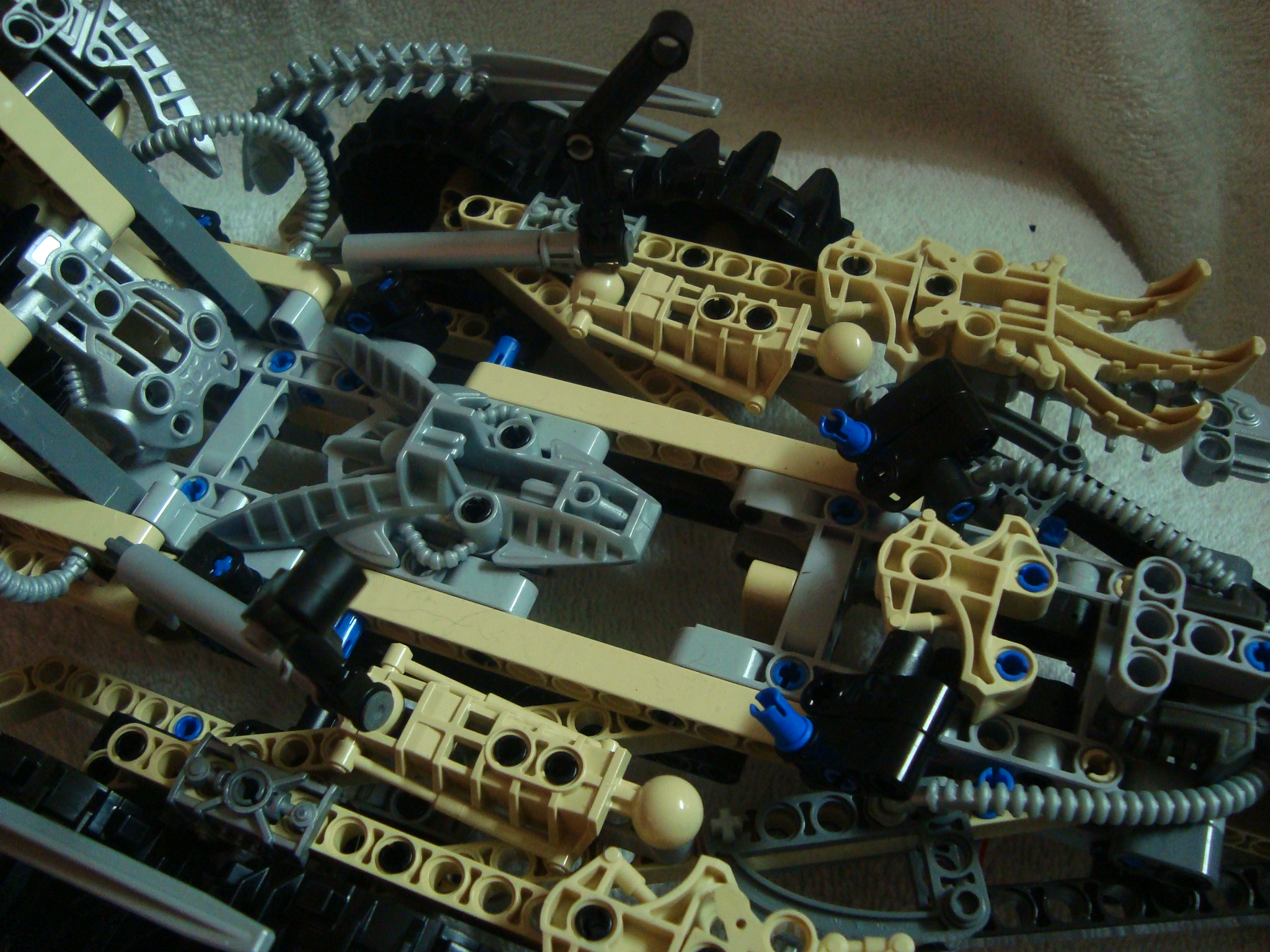 thornatus_003.jpg