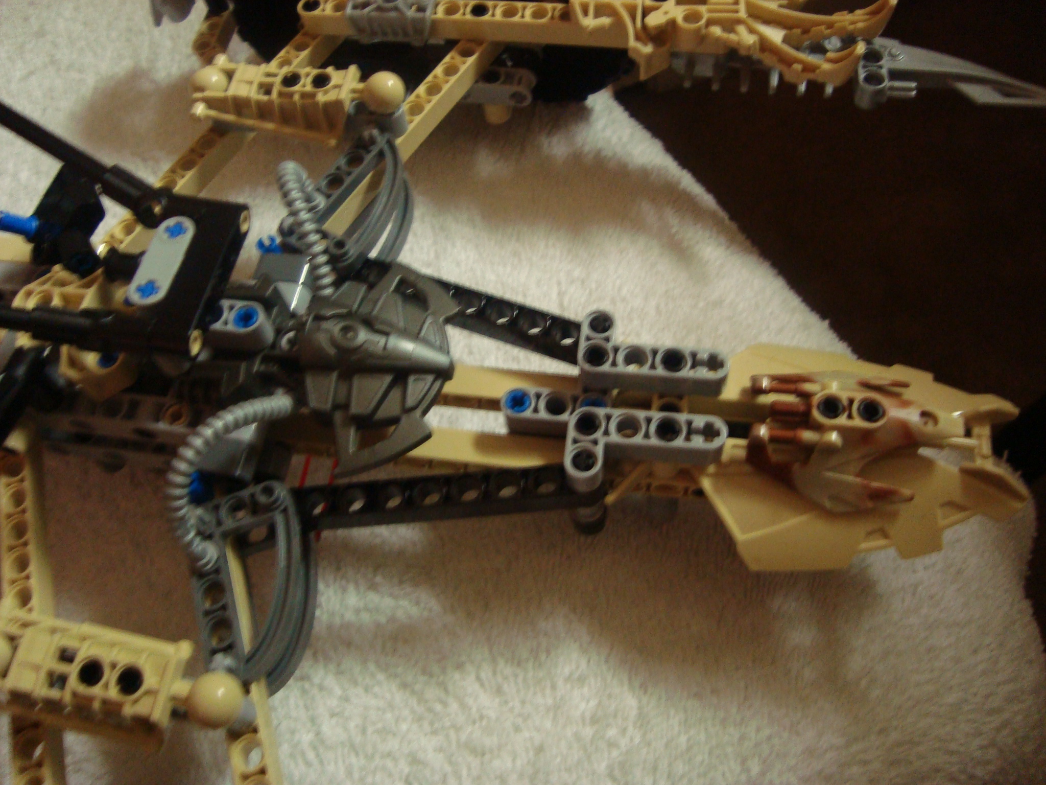 thornatus_013.jpg