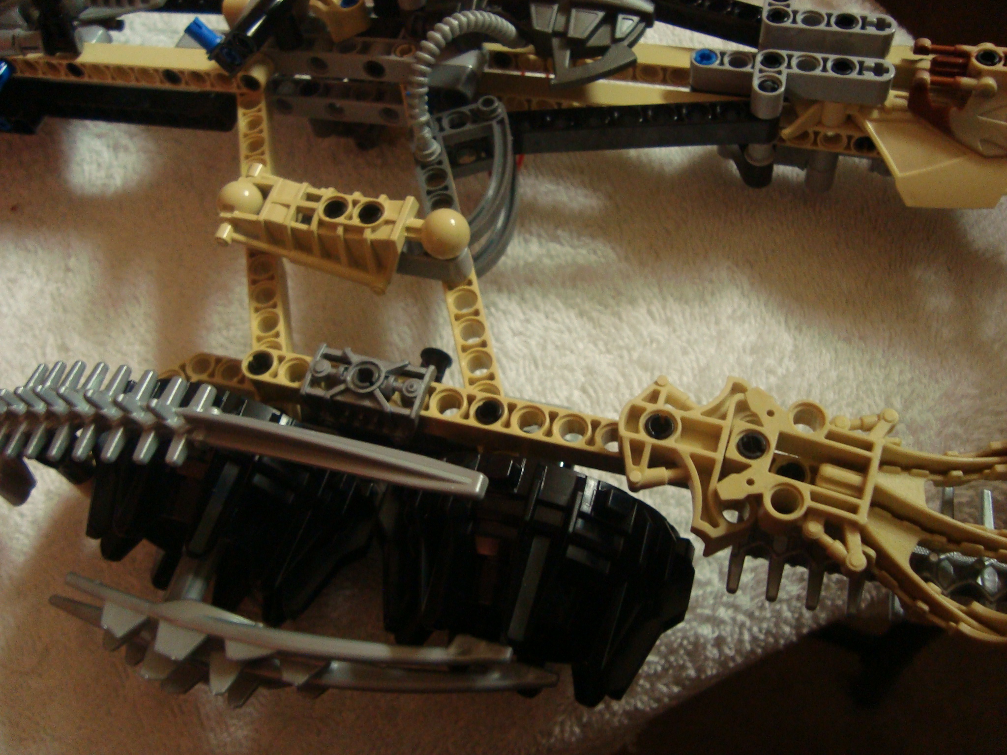 thornatus_014.jpg