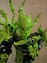 Toa-Pelora