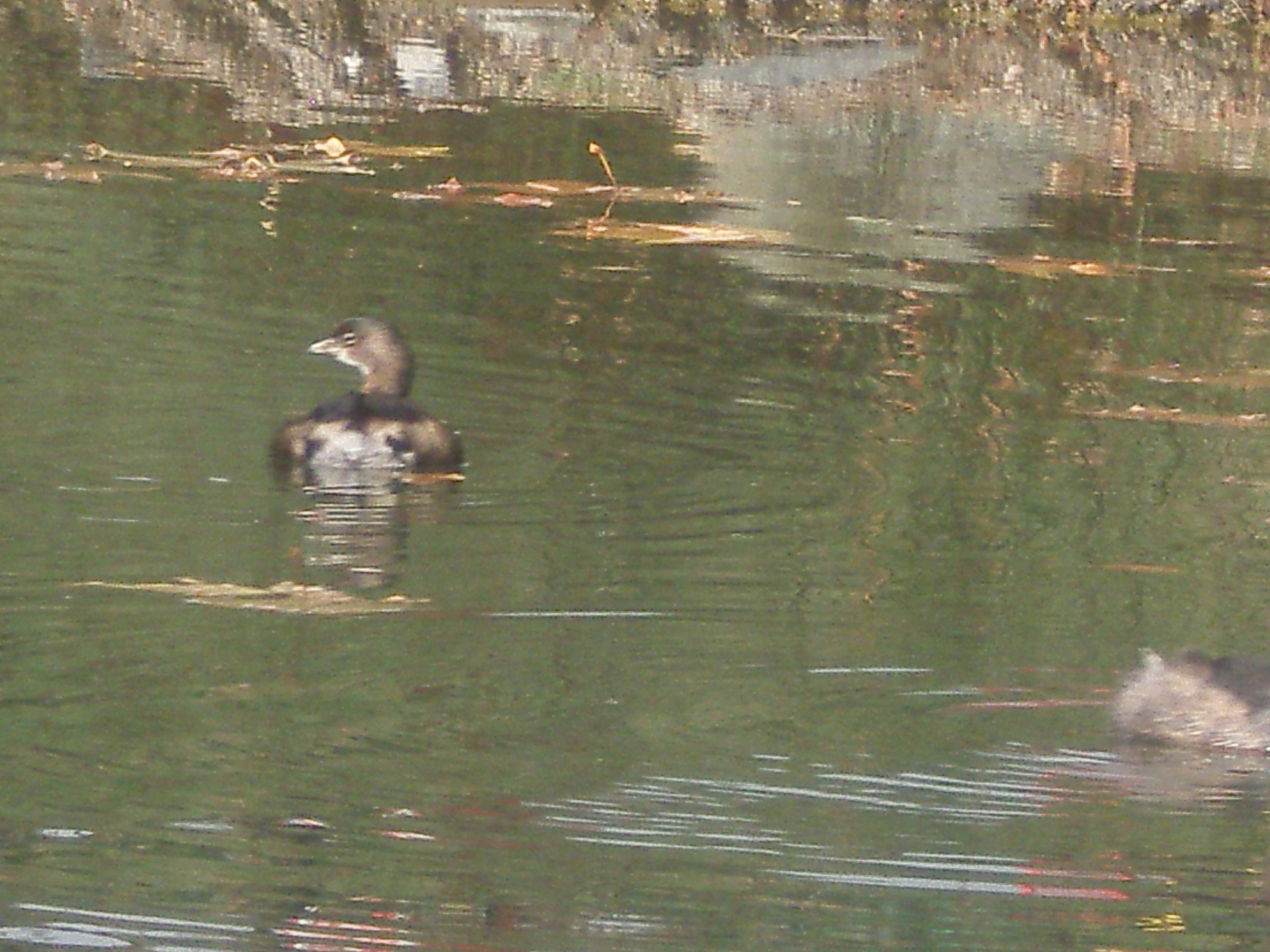 legoland_024.jpg