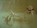 bone_creatures.jpg