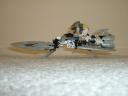 smallmatoran_037.jpg