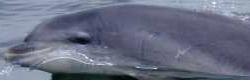 dolphin_avy.jpg