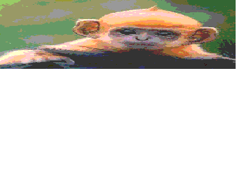 insane2.gif