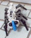 Beetle