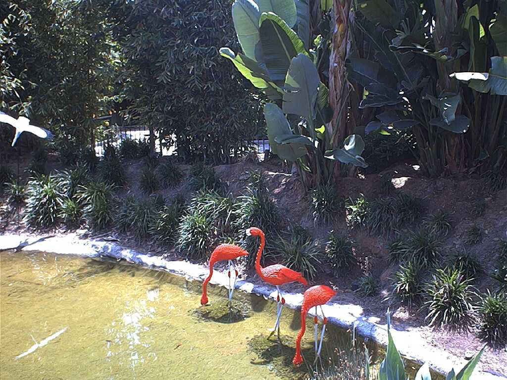 flamingos.jpg