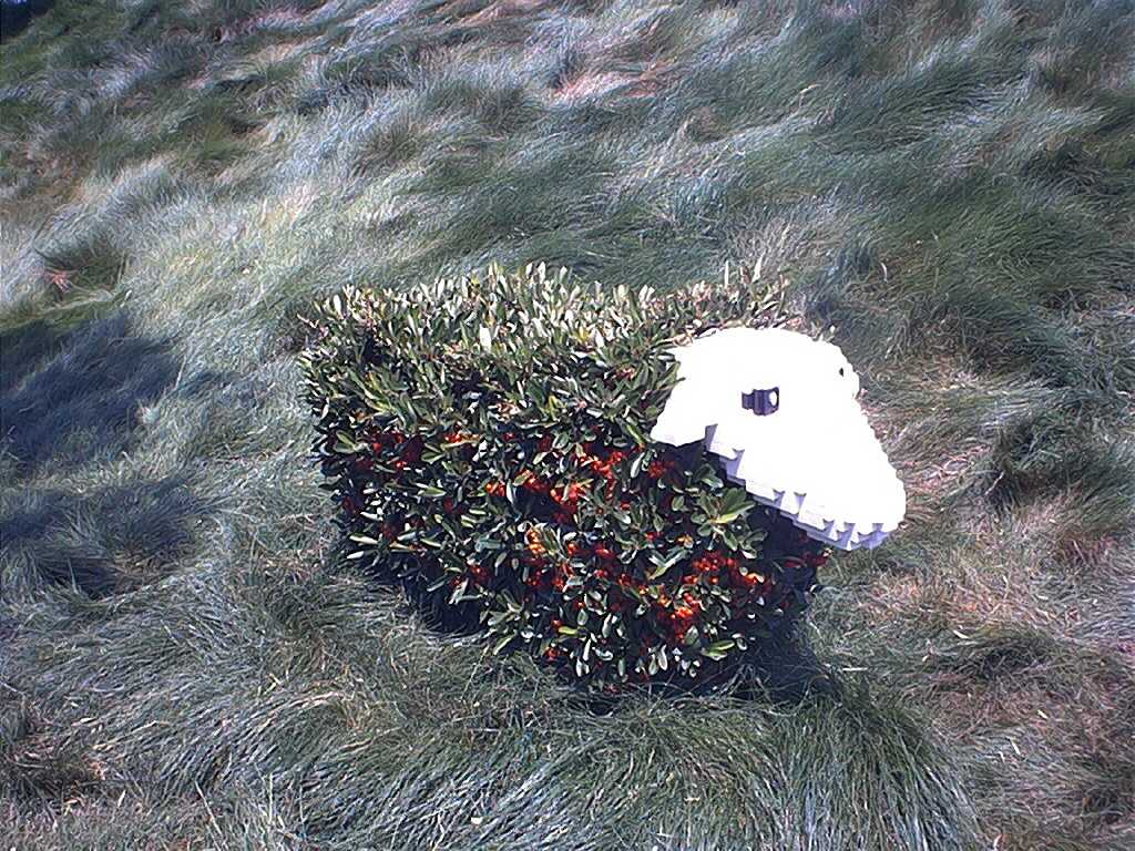 sheep.jpg