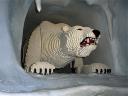 polarbear.jpg
