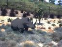 rhino.jpg