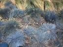 snakeinthegrass.jpg