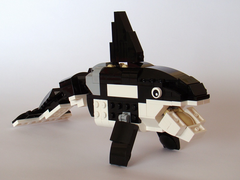 31021-9-killer_whale.jpg