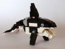 31021-9-killer_whale.jpg
