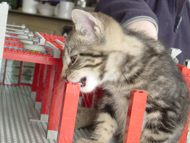 lego_kitten-002.jpg