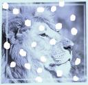 pic-african-lion-01.jpg