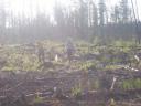 treeplanting-003.jpg