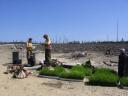 treeplanting-004.jpg