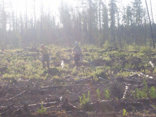 treeplanting-003.jpg