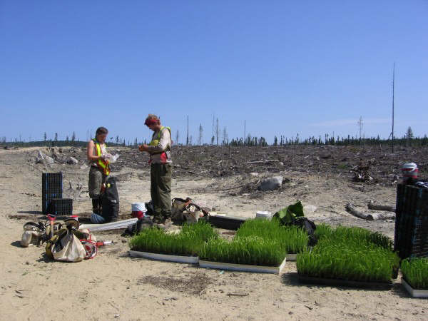 treeplanting-004.jpg