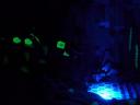 frightling03.jpg