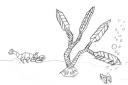 seaweedscene.bmp