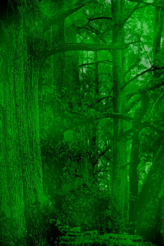 glowingforest.jpg