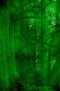 glowingforest.jpg