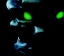 dark_inika.jpg