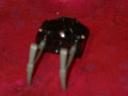 claw-detail.jpg